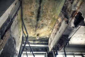 Best Black Mold Removal  in East Rochester, NY